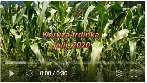 Koruza trdinka v pomladni rasti