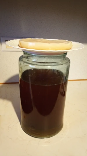 Kombuča - kombucha goba